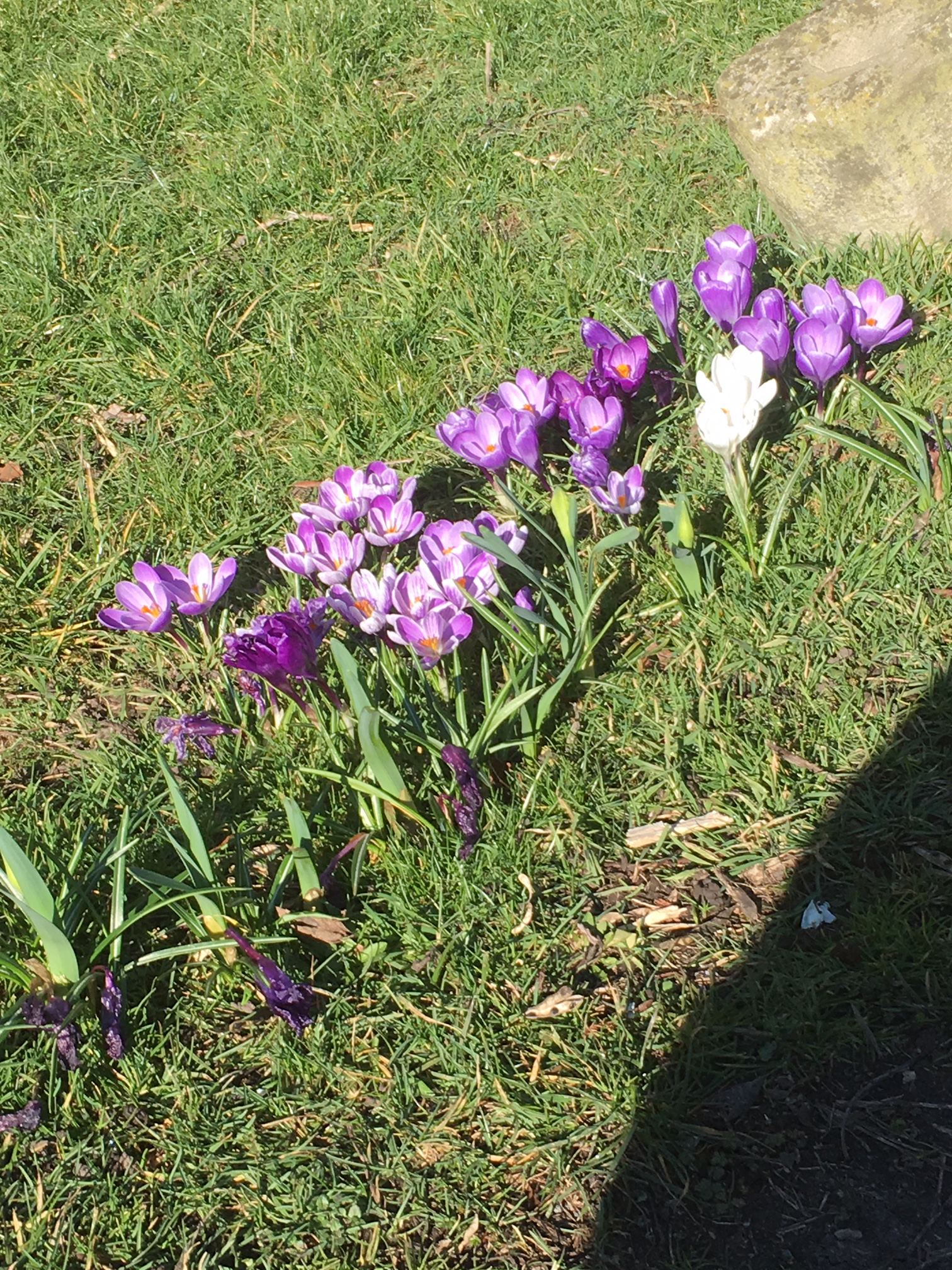 purple flowers